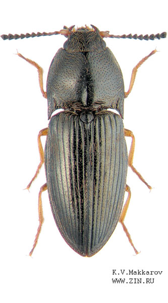 Hypnoidus riparius