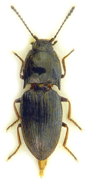 Hypnoidus rivularius