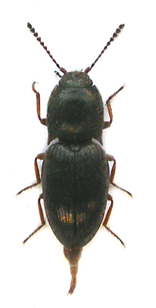 Hypnoidus sajanus