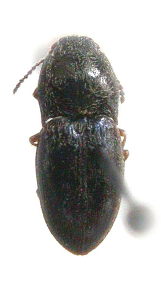 Hypnoidus tibetanus