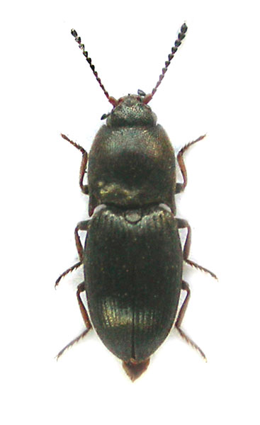 Hypnoidus tuvensis
