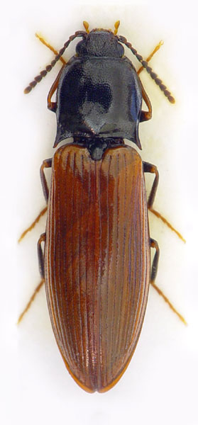 Hypoganus inunctus