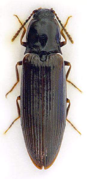 Hypoganus inunctus