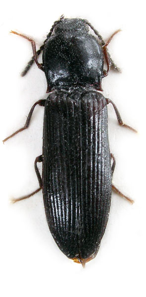 Hypoganus sichuanensis