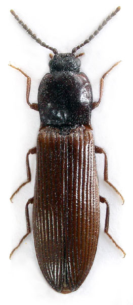 Hypoganus sichuanensis