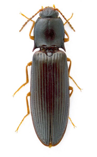 Hypoganus stepanovi