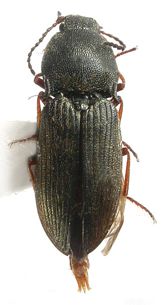 Hypolithus aeneoniger