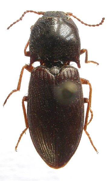 Hypolithus motschulskyi