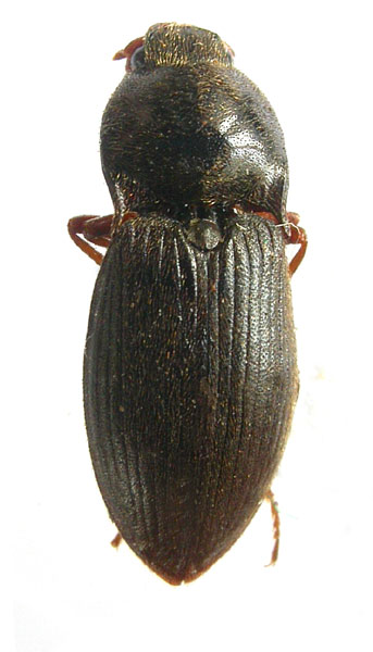 Hypolithus motschulskyi