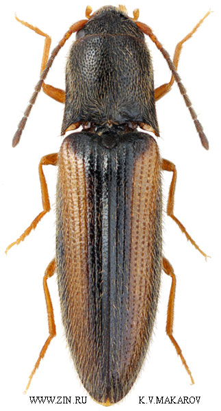 Idolus adrastoides