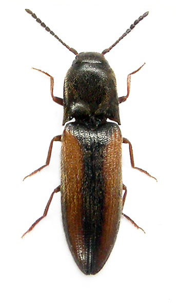 Idolus picipennis