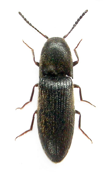 Idolus picipennis