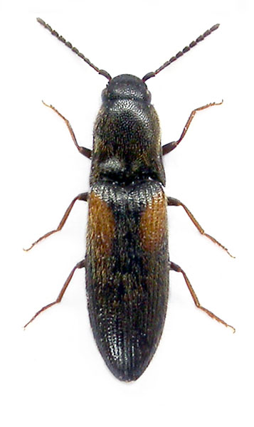 Idolus picipennis