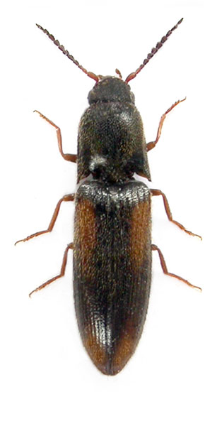 Idolus picipennis