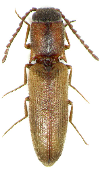 Idotarmonides gracilis