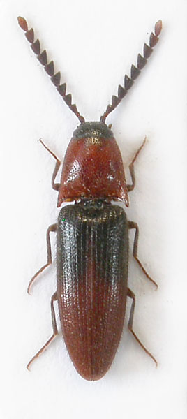 Ischnodes kadleci