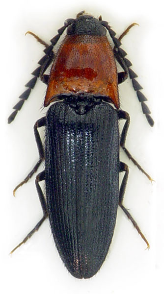 Ischnodes sanguinicollis