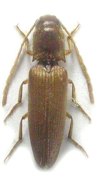 Isidus moreli