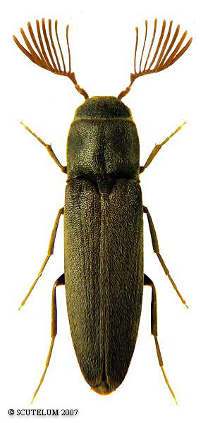 Isorhipis melasoides