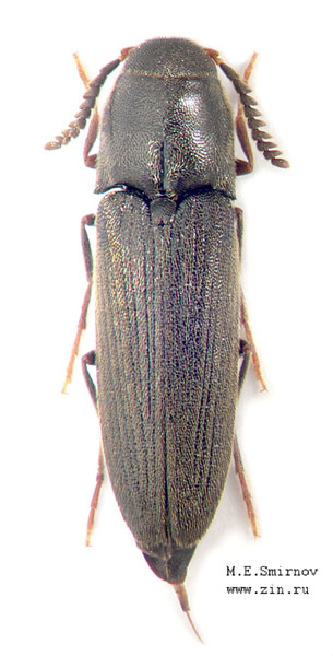 Isorhipis minuta
