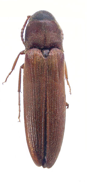 Isorhipis nigriceps