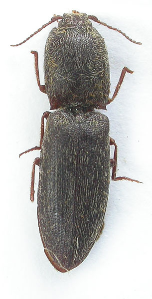 Lacon freidbergi