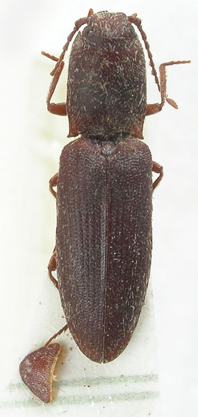 Lacon freidbergi