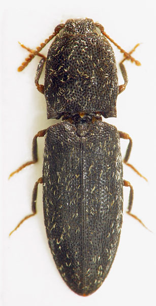 Lacon kapleri