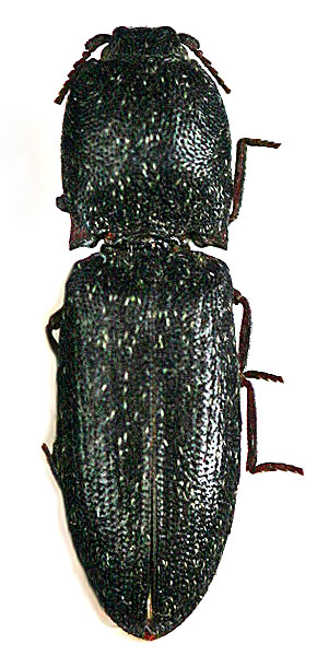 Lacon kapleri