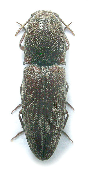 Lacon modestus