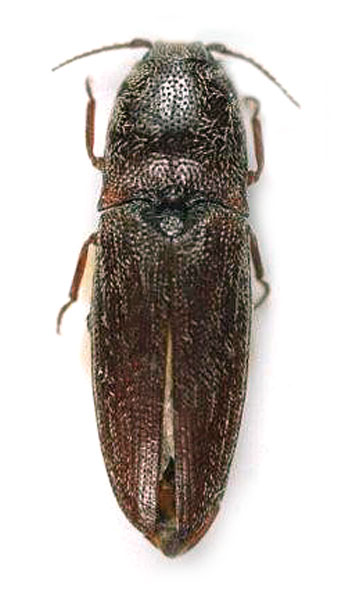 Lacon modestus