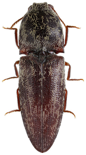 Lacon modestus