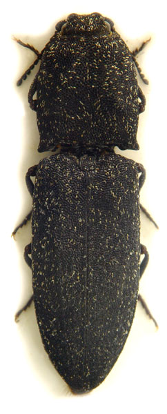 Lacon punctatus