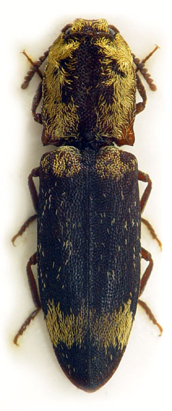 Lacon querceus