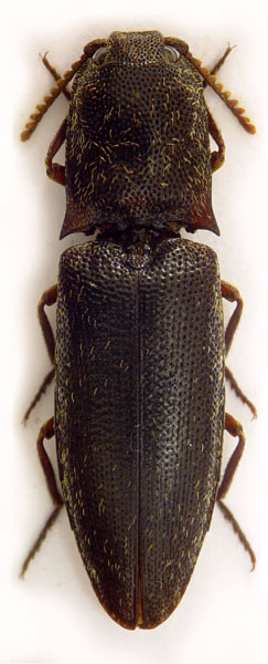 Lacon unicolor