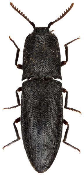 Lacon unicolor