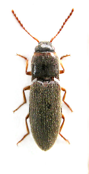 Lanecarus siamensis