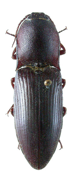 Lanelater notodonta