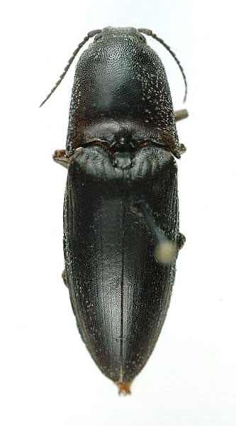 Lanelater saudarabicus