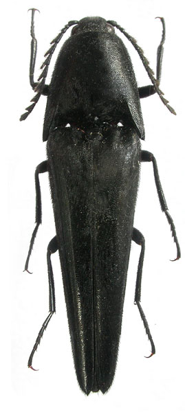 Leptinostethus conicipennis