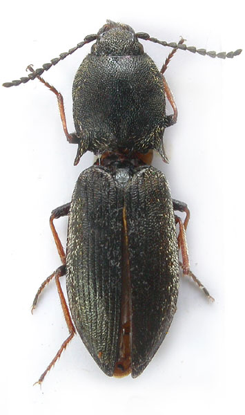 Ligmargus deqenensis