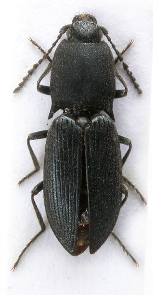 Ligmargus ineptus