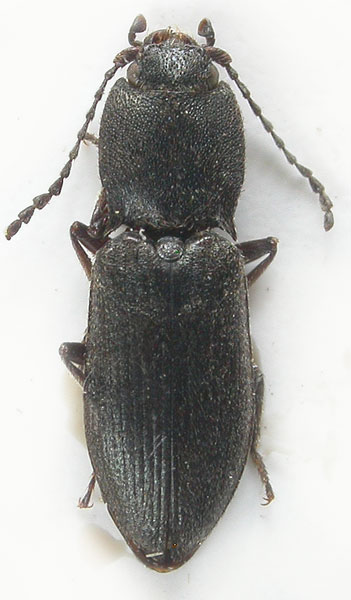 Ligmargus wrasei