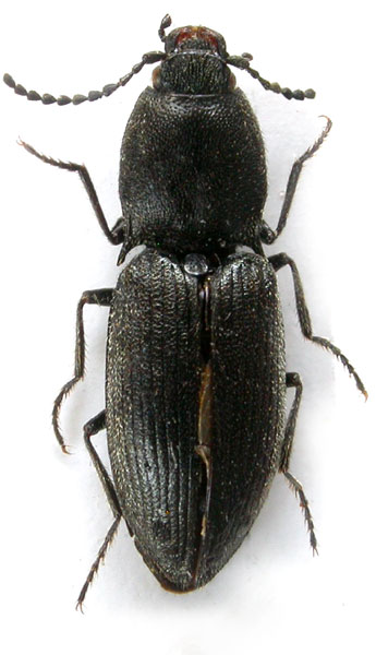 Ligmargus yunnanensis