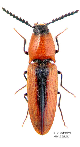 Limoniscus suturalis