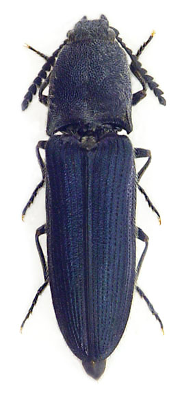 Limoniscus violaceus