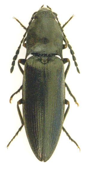 Liotrichus affinis