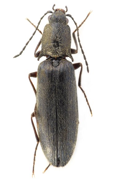 Liotrichus depressicollis