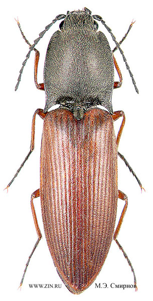 Liotrichus ferrugineipennis