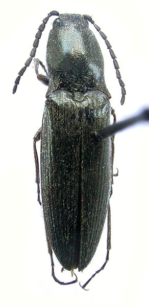 Liotrichus kabakovi